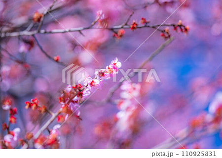 【春素材】大王わさび農場にある梅の花【長野県】 【春素材】大王わさび農場にある梅の花【長野県】 110925831