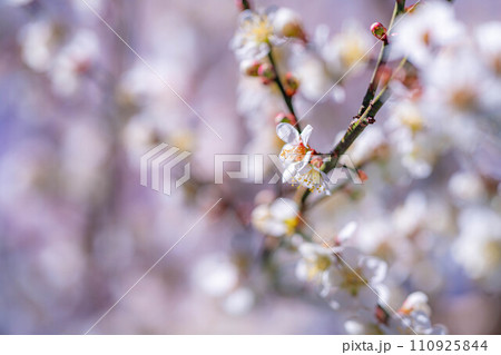 【春素材】大王わさび農場にある梅の花【長野県】 【春素材】大王わさび農場にある梅の花【長野県】 110925844