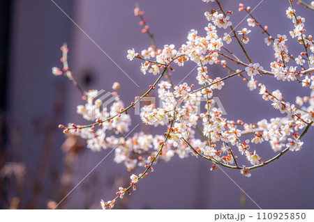 【春素材】大王わさび農場にある梅の花【長野県】 110925850