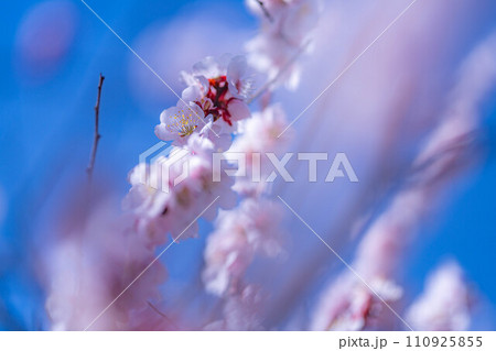 【春素材】大王わさび農場にある梅の花【長野県】 【春素材】大王わさび農場にある梅の花【長野県】 110925855