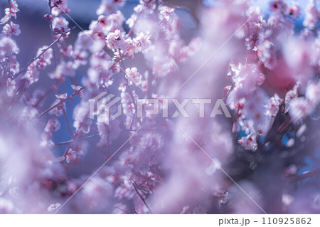 【春素材】大王わさび農場にある梅の花【長野県】 【春素材】大王わさび農場にある梅の花【長野県】 110925862