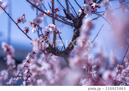 【春素材】大王わさび農場にある梅の花【長野県】 110925863