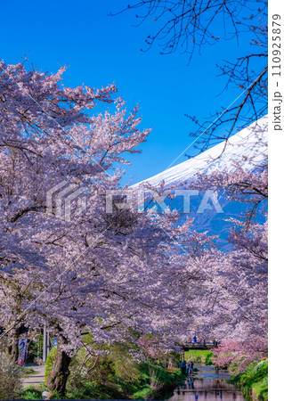 【春素材】忍野村の桜と富士山【山梨県】 【春素材】忍野村の桜と富士山【山梨県】 110925879