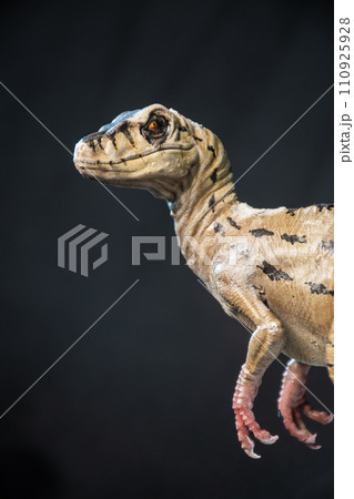 Velociraptor dinosaur in the dark Velociraptor dinosaur in the dark 110925928