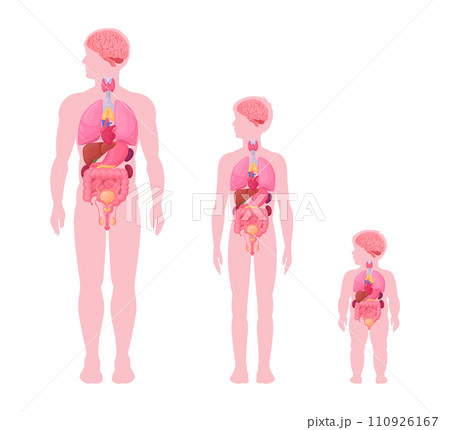Male internal organs infographic. Man, boy and baby toddler internal organs anatomy scheme, heart, brain and reproductive system location in body flat vector illustration set. Male body diagram 110926167