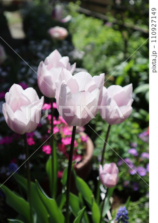 春の庭に咲く上品な色のチューリップ 110927149