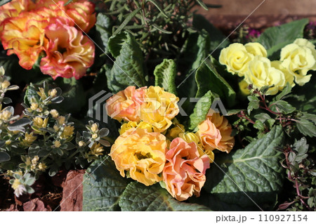 バラ咲きジュリアンとカラーリーフの寄せ植え 110927154