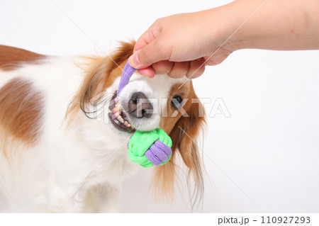 飼い主と一緒にロープのおもちゃで遊ぶコーイケルホンディエ 110927293
