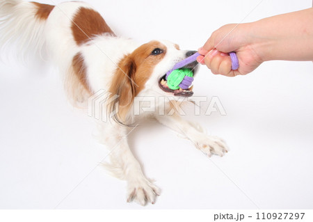 飼い主と一緒にロープのおもちゃで遊ぶコーイケルホンディエ 110927297