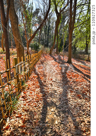 日差し照る 雑木林 冬の林床 冬景色 日差し照る 雑木林 冬の林床 冬景色 110927325