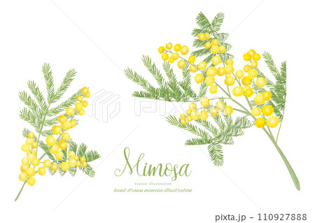 水彩タッチのミモザのナチュラル素材 水彩タッチのミモザのナチュラル素材 110927888