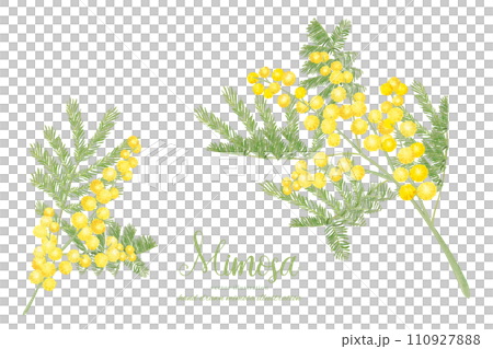 水彩タッチのミモザのナチュラル素材 水彩タッチのミモザのナチュラル素材 110927888