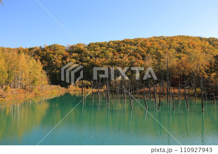 紅葉に包まれた青い池 110927943