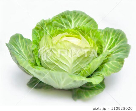 キャベツ「AI生成画像」 110928026