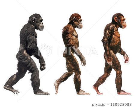 進化の過程　オランウータンから原人へ 110928088