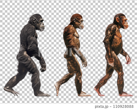 進化の過程　オランウータンから原人へ 110928088