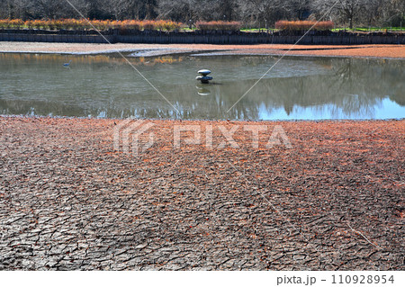 冬の水辺 掻い掘り 丸山公園の冬景色 上尾市 冬の水辺 掻い掘り 丸山公園の冬景色 上尾市 110928954