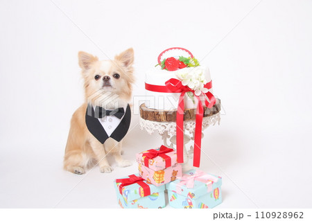 ケーキとプレゼントでお誕生日を祝うロングコートチワワ 110928962