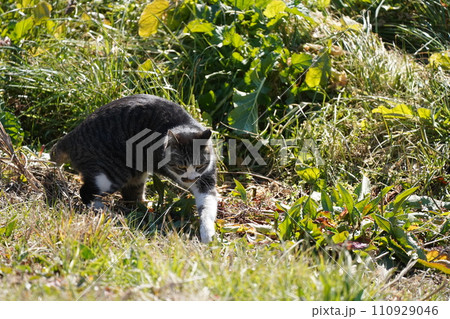 ねこ ねこ 110929046