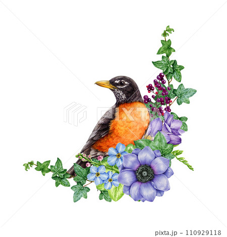 Robin bird with garden flowers decor. Watercolor illustration. Hand painted robin with anemone, freesia, ivy, privet element decoration. Bird with springtime garden floral decor. White background 110929118