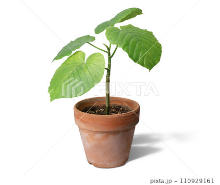 植木鉢に植えられたウンベラータの新芽 110929161