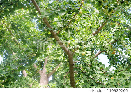 イチョウの実　銀杏 110929266