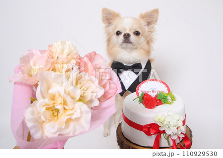 花束とケーキで誕生日を祝うロングコートチワワの様子 110929530