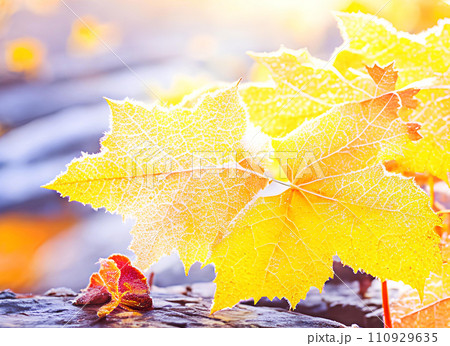 Beautiful winter background with close up frosted maple leaves 110929635