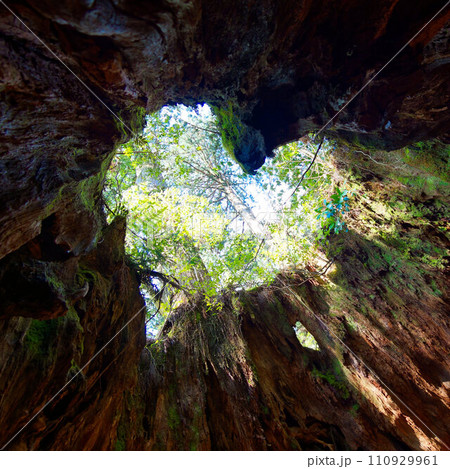 屋久島のウィルソン株の中から見たハートマーク 屋久島のウィルソン株の中から見たハートマーク 110929961