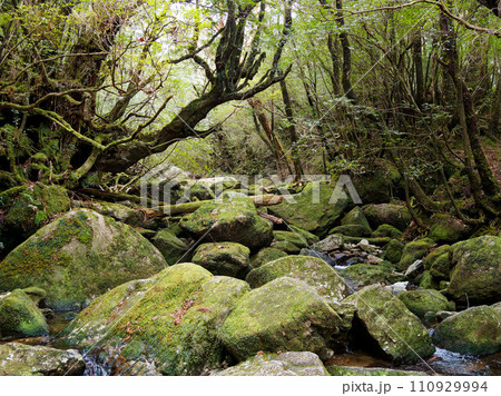 屋久島の白谷雲水峡の苔むす森 110929994