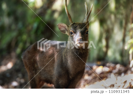 Deer on Yakushima Island national park Deer on Yakushima Island national park 110931345