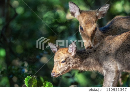 Deer on Yakushima Island national park 110931347