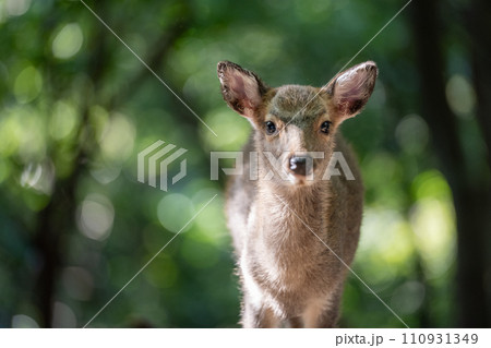 Deer on Yakushima Island national park Deer on Yakushima Island national park 110931349