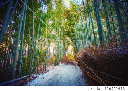 Bamboo forest Kyoto Japan with snow on ground 110931438