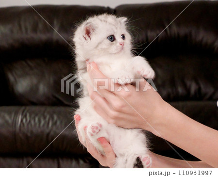 Hands holding fluffy white and tabby kitten looking at camera on brown background, front view, space for text. Cute young shorthair stripped cat with blue eyes. Hands holding fluffy white and tabby kitten looking at camera on brown background, front view, space for text. Cute young shorthair stripped cat with blue eyes. 110931997