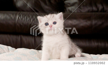 Fluffy white and tabby kitten looking at camera on brown background, front view, space for text. Cute young shorthair stripped cat with blue eyes. Fluffy white and tabby kitten looking at camera on brown background, front view, space for text. Cute young shorthair stripped cat with blue eyes. 110932002