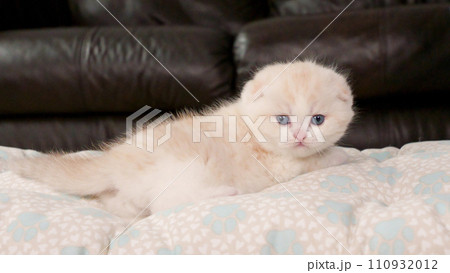Fluffy cream Scottish fold kitten looking at camera on brown background, front view, space for text. Cute young shorthair white cat with blue eyes. 110932012