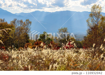 富士見高原の紅葉 (10月) 110932042