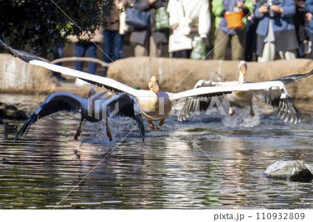 飛び立つモモイロペリカン　神戸どうぶつ王国　兵庫県神戸市 110932809