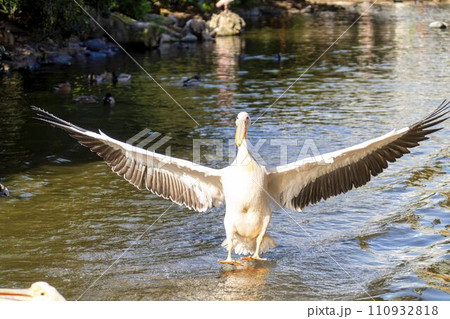 着水するモモイロペリカン　神戸どうぶつ王国　兵庫県神戸市 110932818