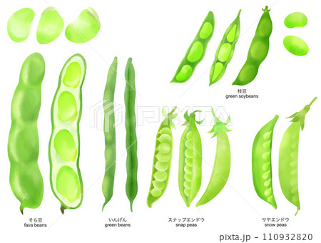 水彩で描いた枝豆など豆のイラスト素材セット 110932820