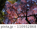 紅葉 110932868