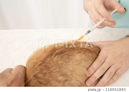 仔猫に注射をする女性獣医師の手元 110932893