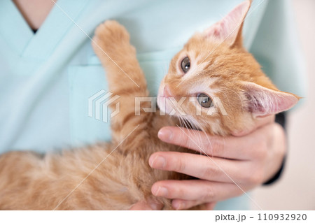 女性の腕に抱かれた茶トラの子猫 110932920