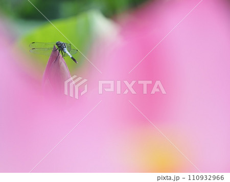 ハスの花に止まるトンボ 110932966