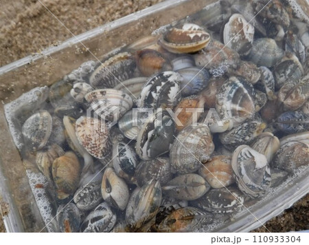 潮干狩りのあさり 110933304