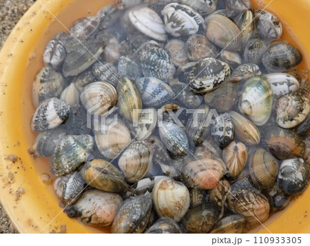 潮干狩りでとれた大量のあさり 110933305
