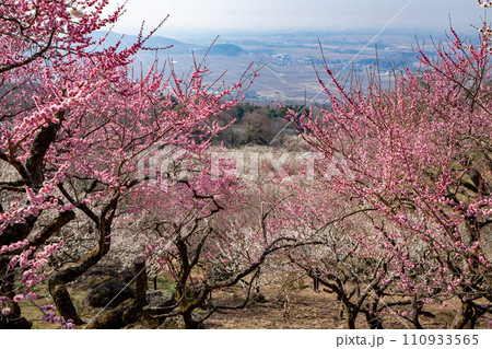 筑波山の梅林 筑波山の梅林 110933565