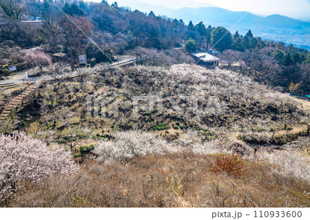 筑波山の梅林 110933600