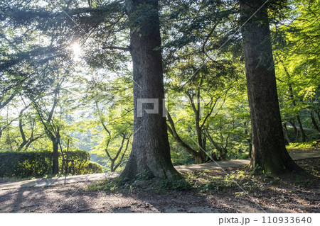 新緑の散歩道（打吹公園） 110933640